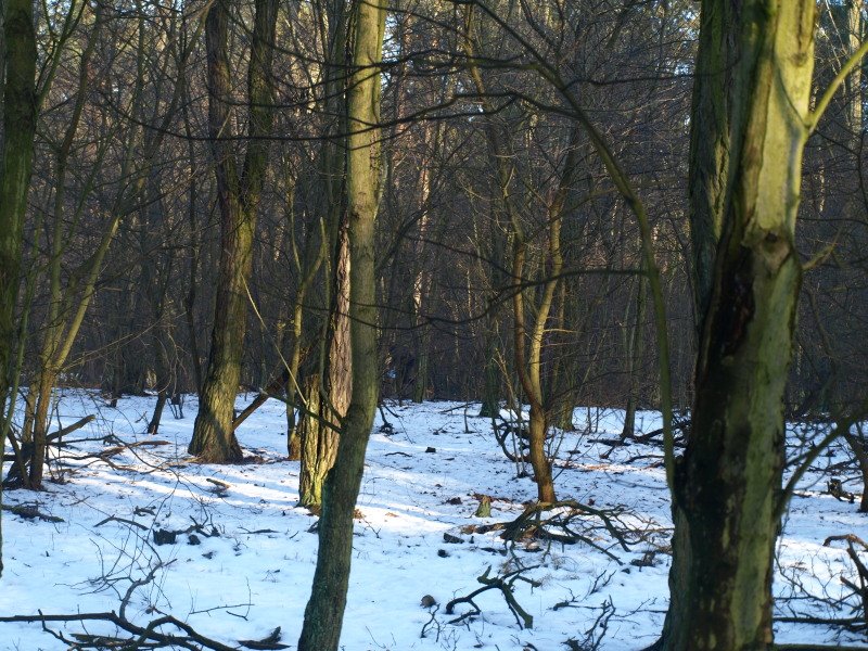 photo45.jpg